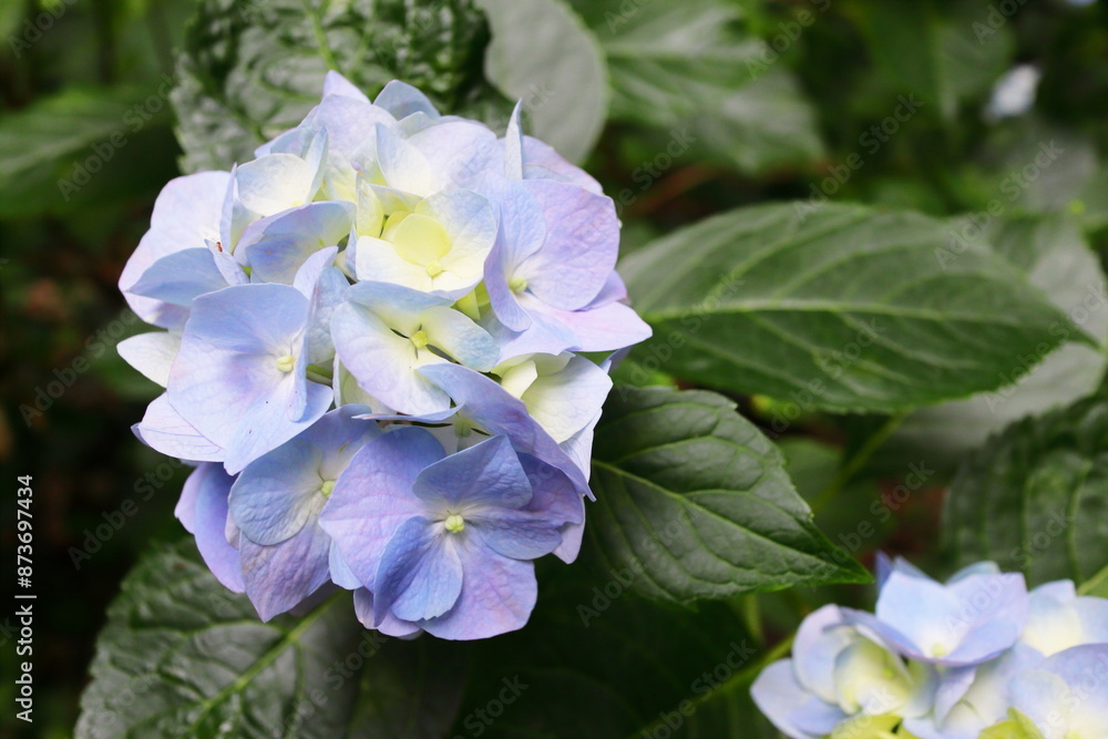 青紫色の紫陽花