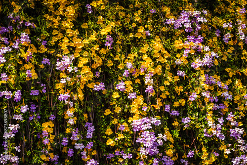 A wall of yellow Dolichandra unguis-cati, known as Golden Shower, cats claw creeper, funnel creeper, or cat's claw trumpet, is a rapidly growing climbing vine belonging to the family Bignoniaceae. photo