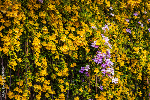 A wall of yellow Dolichandra unguis-cati, known as Golden Shower, cats claw creeper, funnel creeper, or cat's claw trumpet, is a rapidly growing climbing vine belonging to the family Bignoniaceae.