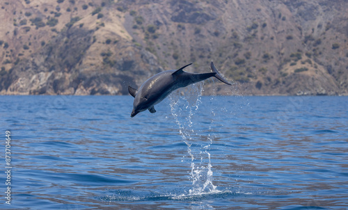 dolphin jumping in the water, bottlenose 