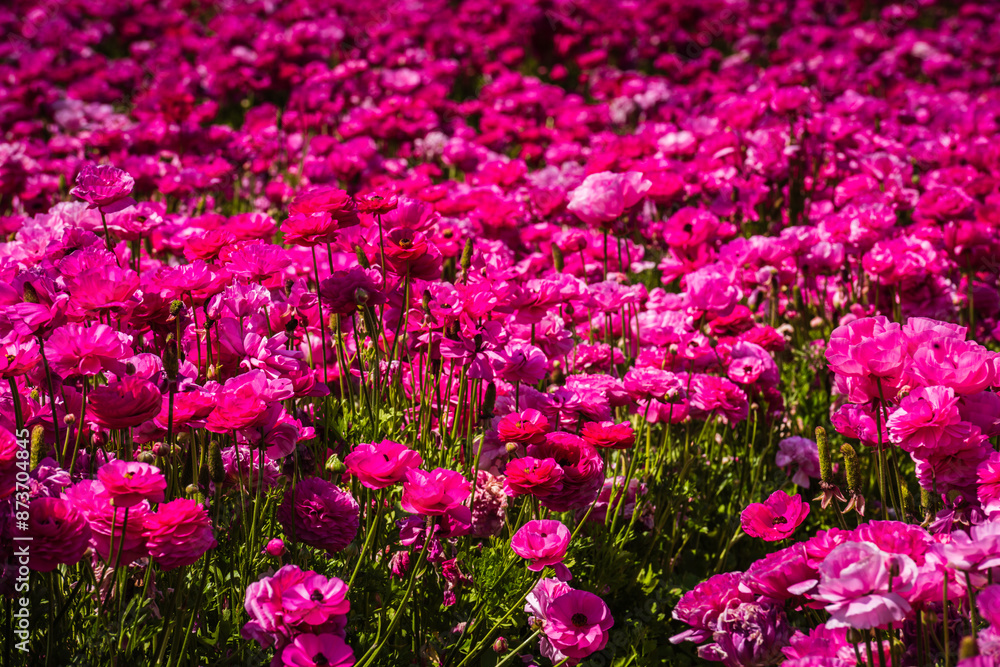 Obraz premium Pink rununculus blooms at the Flower Fields of Carlsbad.