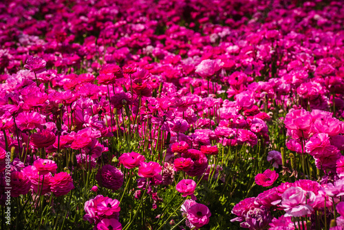 Fototapeta Naklejka Na Ścianę i Meble -  Pink rununculus blooms at the Flower Fields of Carlsbad.