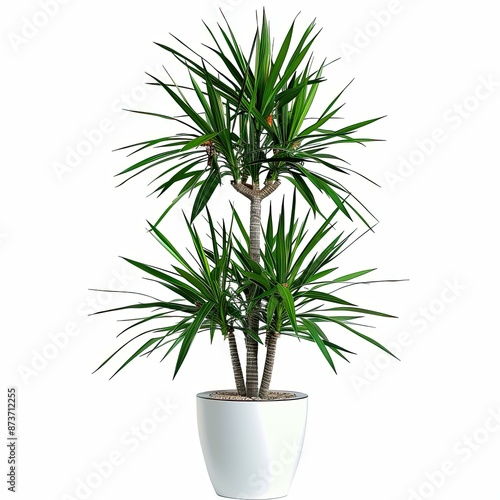 plant pot photography on white background