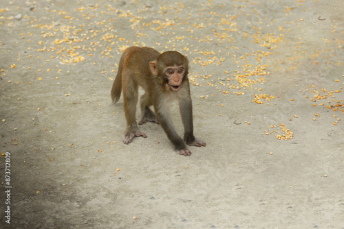 Foto japanese macaque eating