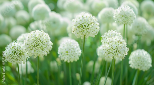 A close up view of allium white giant flower on garden