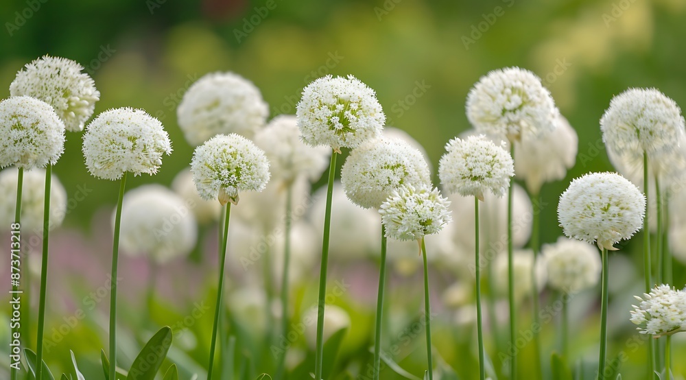 Beautiful Allium white giant flower on garden Beautiful Allium white giant flower on garden