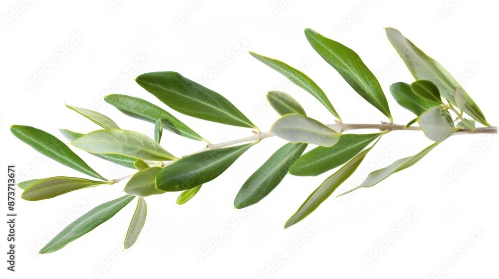 Fototapeta premium Olive Branch with Lush Green Leaves