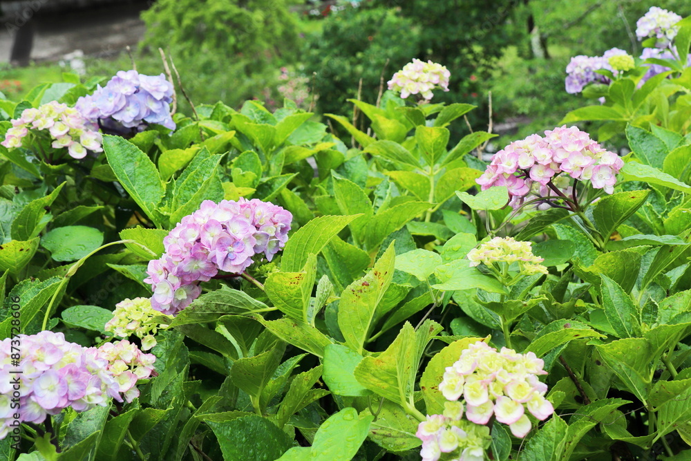 色とりどりの紫陽花