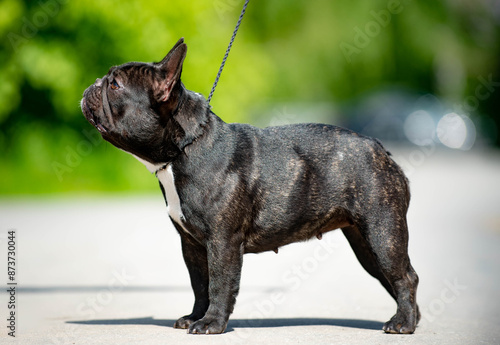 beautiful dog French bulldog puppy stands in a stand portrait on a blurred green background in summer photo