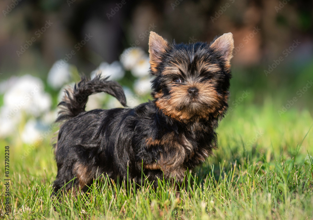 small cute Yorkshire terrier puppies in the summer on the street against the background of grass and flowers small cute Yorkshire terrier puppies in the summer on the street against the background of grass and flowers