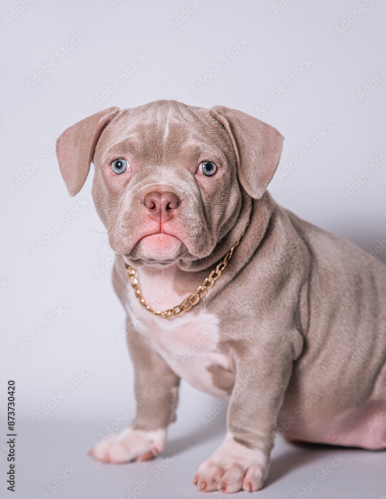 Obraz premium American Bully puppy in a chain posing on a light background