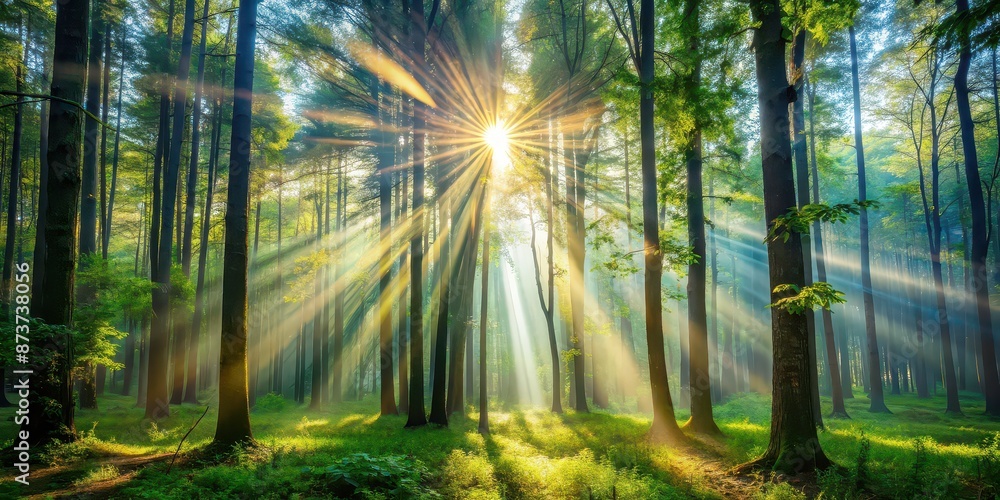 Sun rays shining through dense forest trees creating a mystical and enchanting atmosphere, sunlight, forest, trees, nature, sunlight Sun rays shining through dense forest trees creating a mystical and enchanting atmosphere, sunlight, forest, trees, nature, sunlight