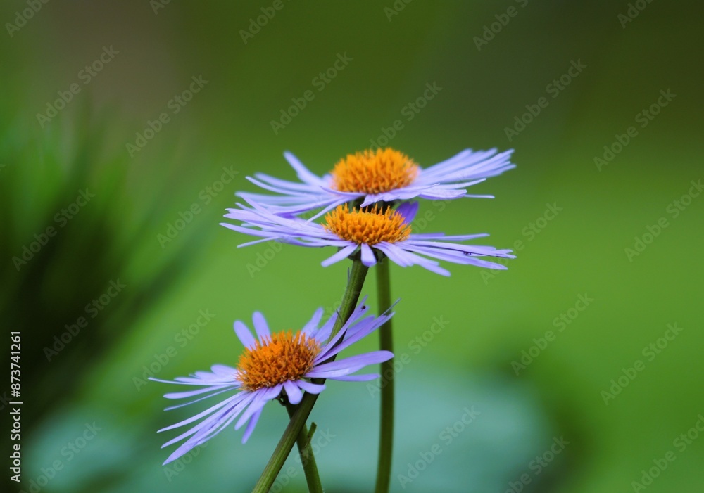 Obraz premium three blue flowers with yellow stamens close-up on a green background