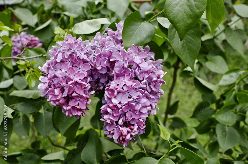 Beautiful lilac flowers branch on a green background, natural spring background. Blooming lilac bush with tender flower. Selective focus, blurred background Beautiful lilac flowers branch on a green background, natural spring background. Blooming lilac bush with tender flower. Selective focus, blurred background