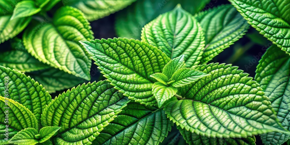 Close up shot of vibrant green leaves in natural setting, featuring detailed texture and beautiful background , nature Close up shot of vibrant green leaves in natural setting, featuring detailed texture and beautiful background , nature