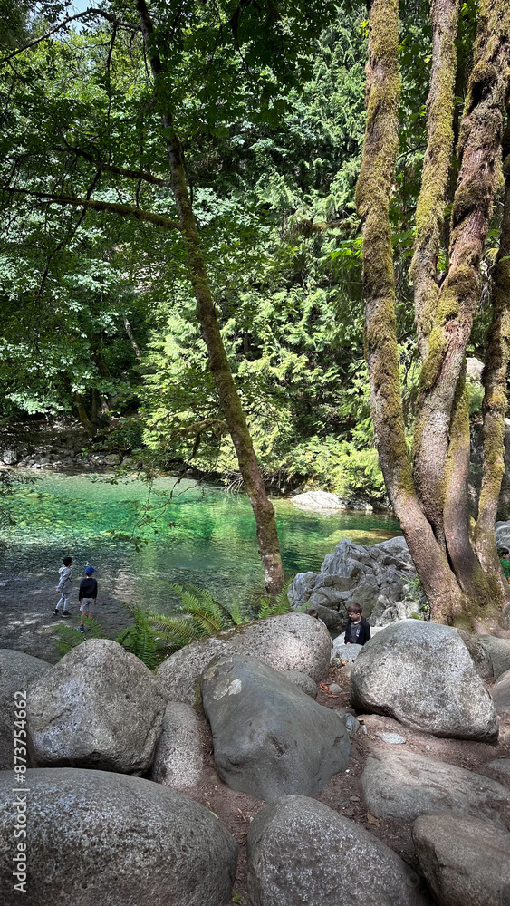 Fototapeta premium stream in the forest