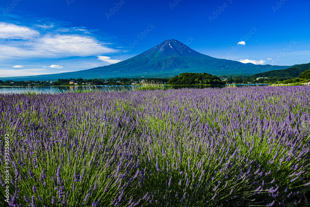 Obraz premium 河口湖から富士山とラベンダー