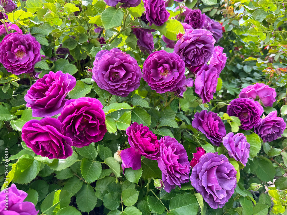 Rose shrub pink purple flowers Rose shrub pink purple flowers