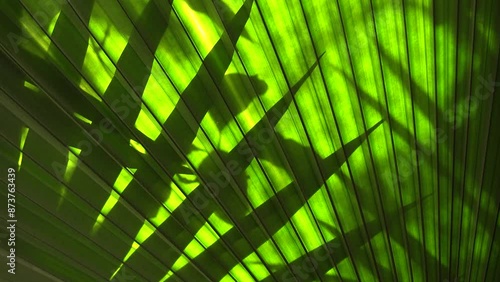 Shadows of beach palm leaves casting on leaves of another palm tree in sunny backlighing. photo