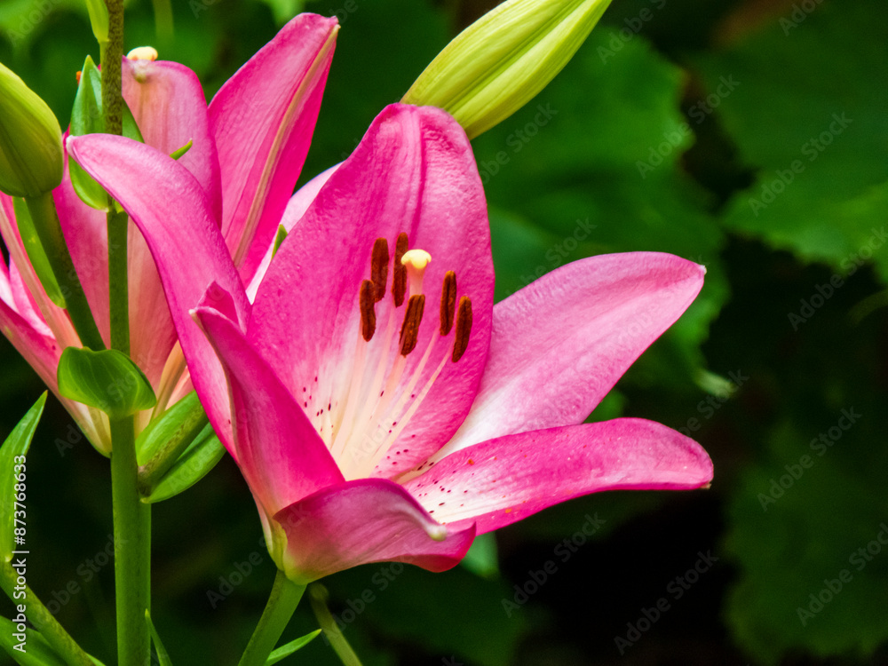 pink lily flower pink lily flower