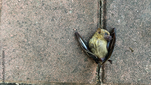 Dead bat with its wings folded and eyes open on the concrete floor
