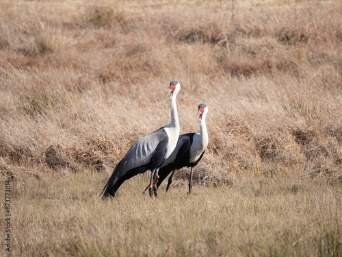 Pair of Wattled Cranes photo