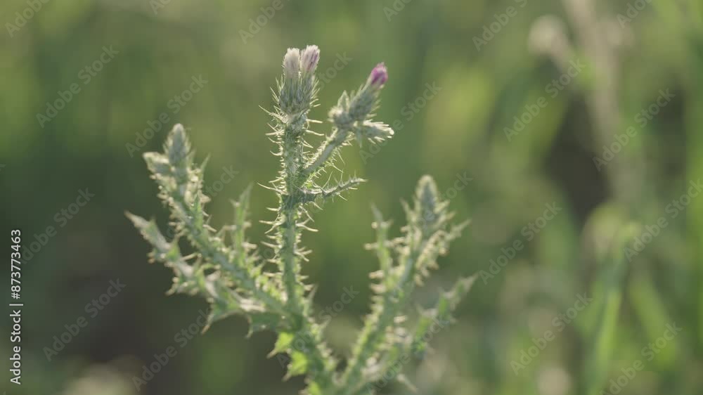 Carduus crispus. Fowers and foliage of the curly plumeless thistle. Carduus crispus. Fowers and foliage of the curly plumeless thistle.