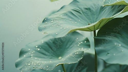 Extreme close-up of wet lotus leaves, soft white blurry background, rain drops, calming and aquatic composition.