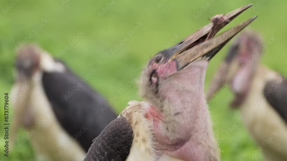 Marabou Stork Scavenging on a Kill, Scavenger Bird Eating Bones on a Dead Body and Carcass in Serengeti National Park in Tanzania in Africa on African Wildlife Safari Animals Game Drive Marabou Stork Scavenging on a Kill, Scavenger Bird Eating Bones on a Dead Body and Carcass in Serengeti National Park in Tanzania in Africa on African Wildlife Safari Animals Game Drive