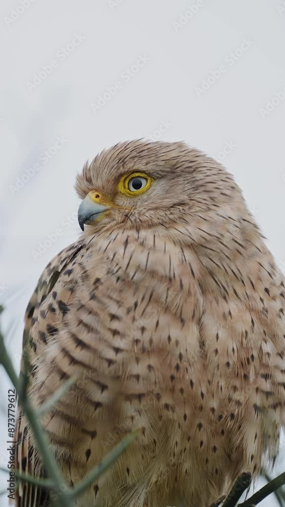 Kestrel Close Up Vertical Video for Social Media, Instagram Reels and Tiktok of Kestrel Bird of Prey Portrait Perching in a Tree in Tanzania in Serengeti National Park Kestrel Close Up Vertical Video for Social Media, Instagram Reels and Tiktok of Kestrel Bird of Prey Portrait Perching in a Tree in Tanzania in Serengeti National Park