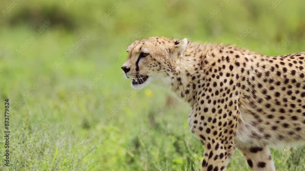 Slow Motion Cheetah Walking Close Up in Serengeti National Park, Panning Shot with Detail of Head of Cheetahs on the Move in Tanzania in Africa on African Wildlife Safari Animals Game Drive Slow Motion Cheetah Walking Close Up in Serengeti National Park, Panning Shot with Detail of Head of Cheetahs on the Move in Tanzania in Africa on African Wildlife Safari Animals Game Drive