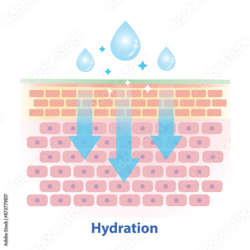 The mechanism of skin hydration vector illustration on white background. Cross section of skin barrier layer hydration, attract, absorb water, moisture and seal on the skin to prevent water loss.