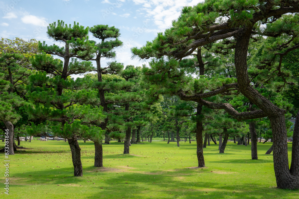 Obraz premium Japanese Pine Trees 