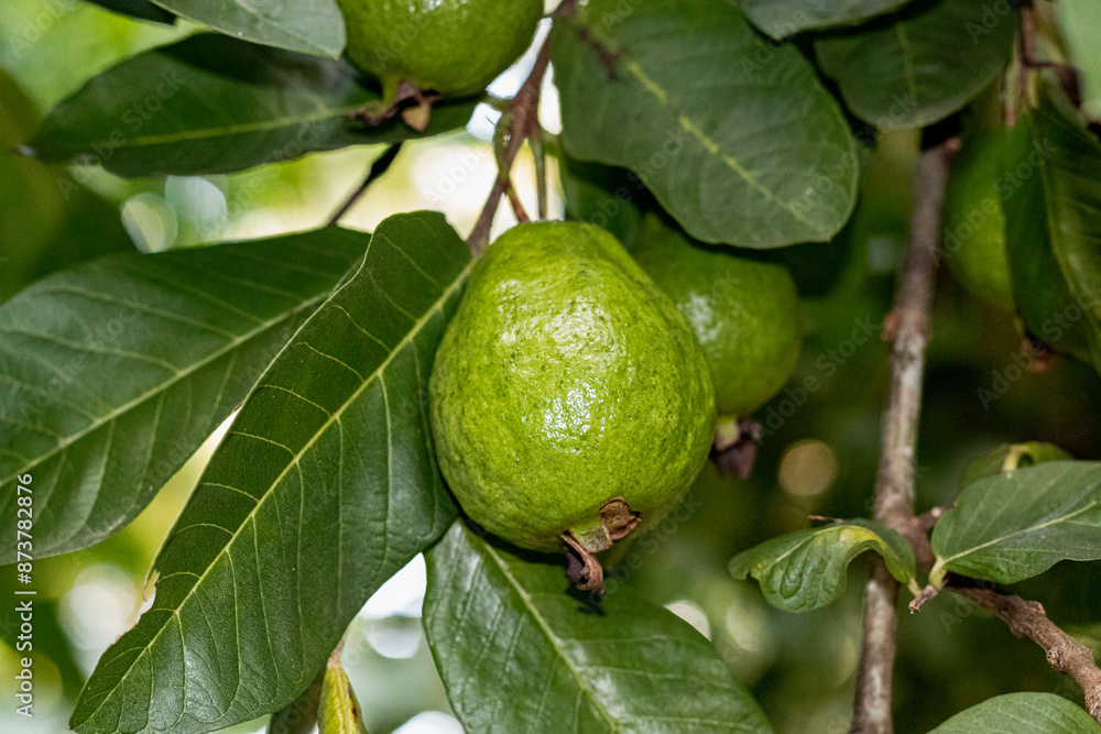 Guava on tree, naturally grown organic guava in Sri Lanka , tropical fruits Guava on tree, naturally grown organic guava in Sri Lanka , tropical fruits