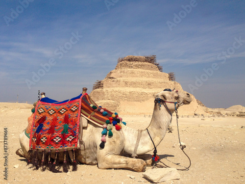 camel in the front of pyramids, Egypt photo