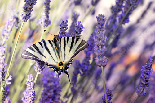 Iphiclides podalirius. Scarce Swallowtail. Macro nature. Nature background. 