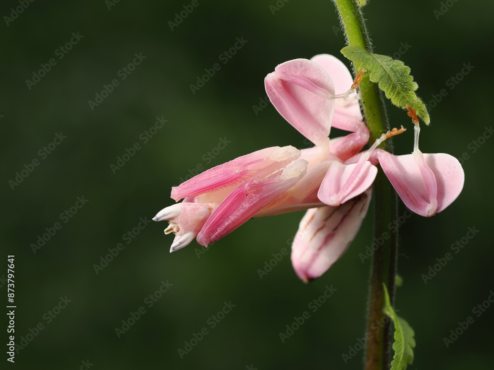 orchid praying mantis hymenopus coronatus orchid praying mantis hymenopus coronatus