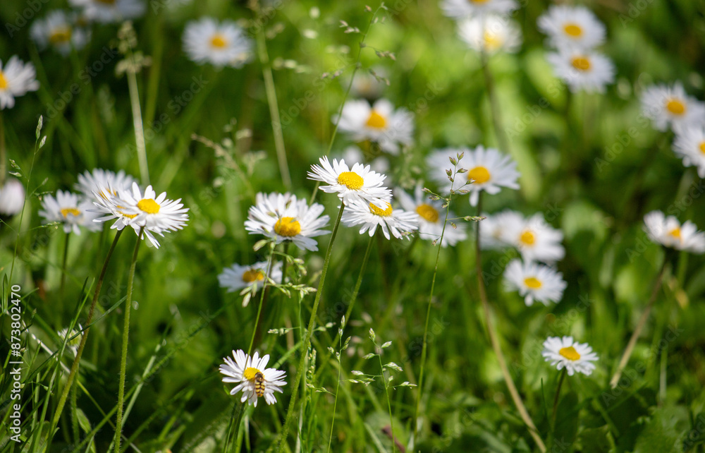 White field daisies in green grass. White field daisies in green grass.