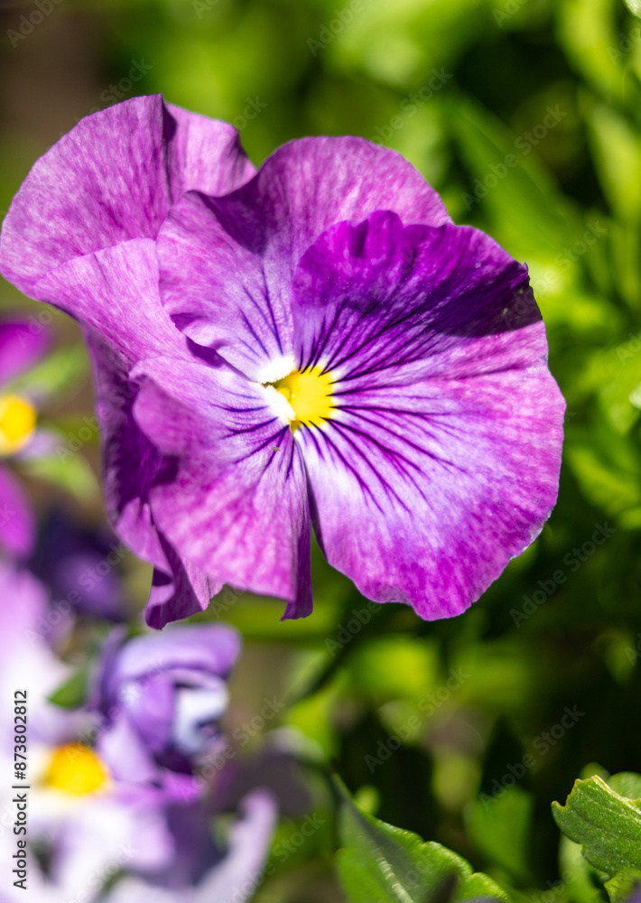 Violet flowers closeup in spring in nature. Violet flowers closeup in spring in nature.