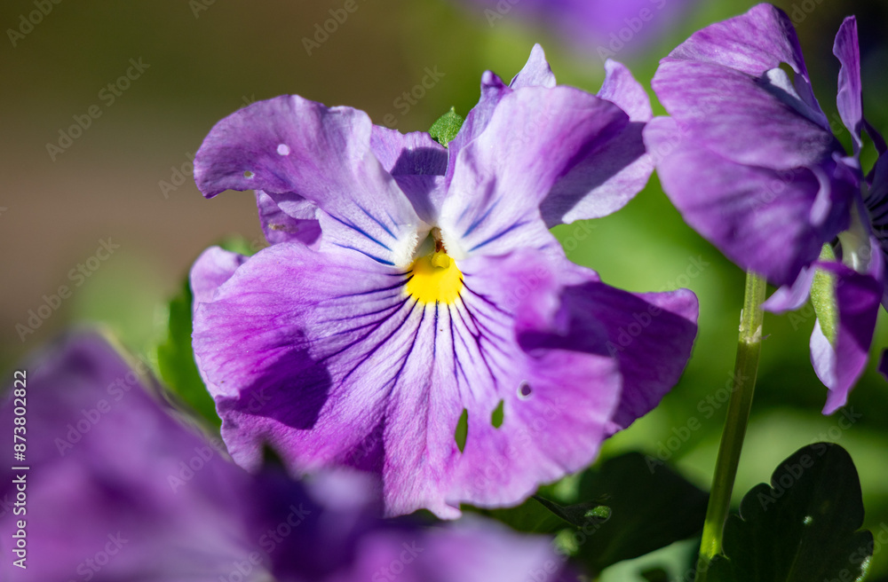 Violet flowers closeup in spring in nature. Violet flowers closeup in spring in nature.