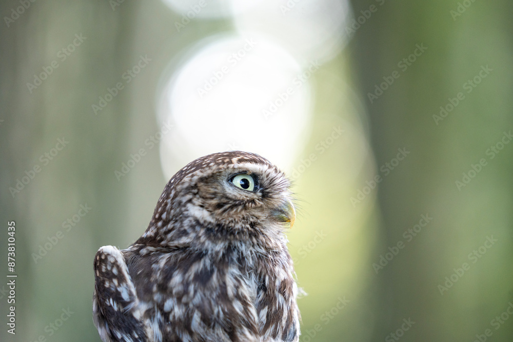 cute little owl bird portrait animal cute little owl bird portrait animal