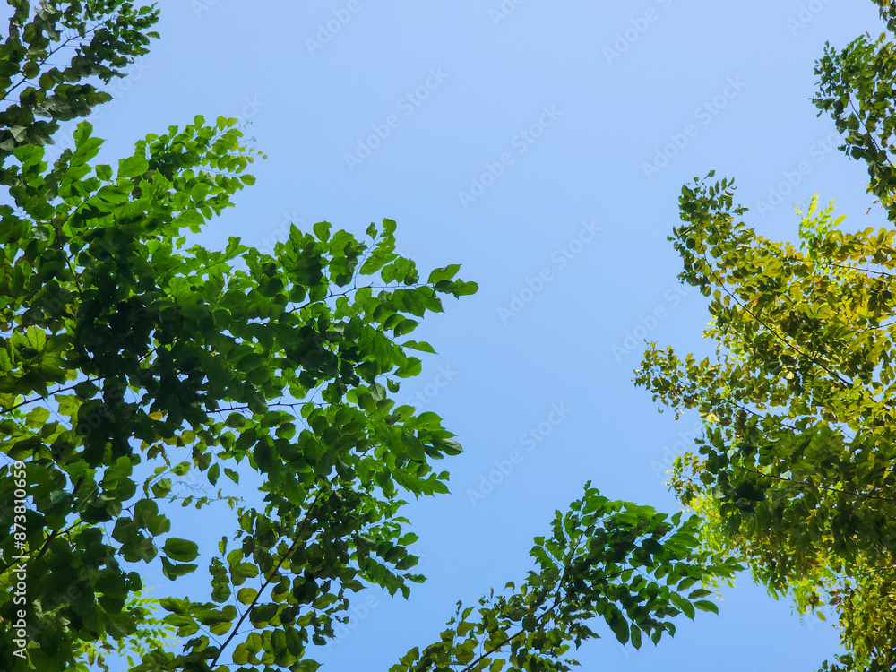 Green leaves against a blue sky background. Copy space for text. Nature landscape background. Green leaves against a blue sky background. Copy space for text. Nature landscape background.
