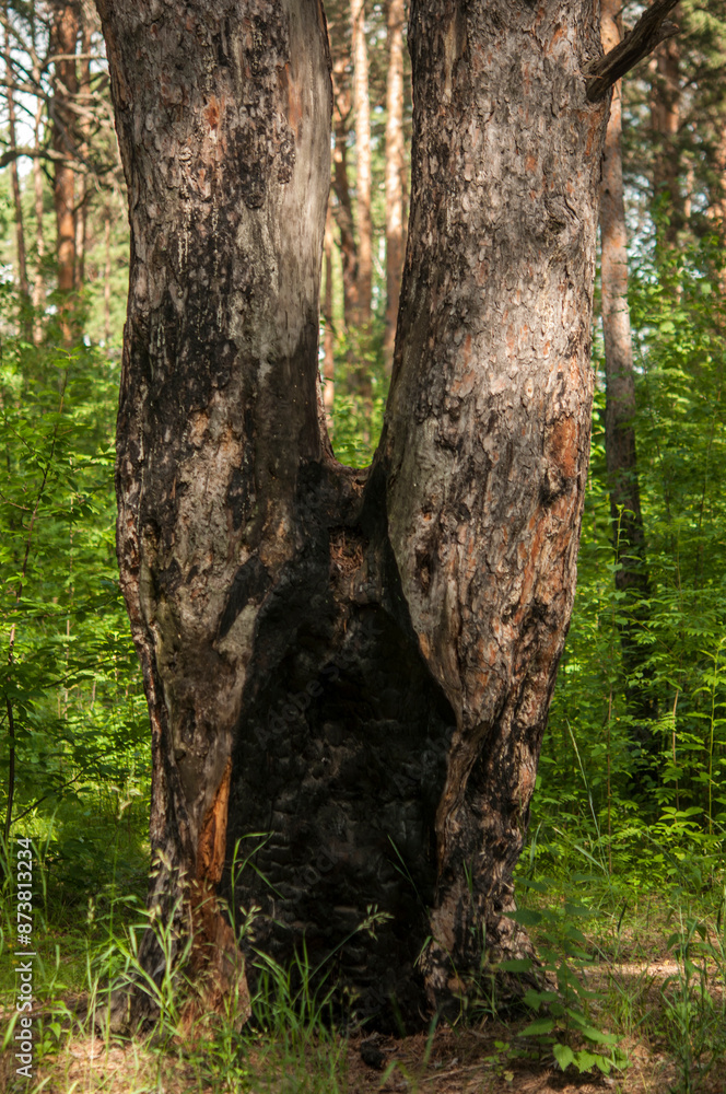 Inside a burnt tree trunk. Hollow in the trunk of a pine. fire in the forest Inside a burnt tree trunk. Hollow in the trunk of a pine. fire in the forest