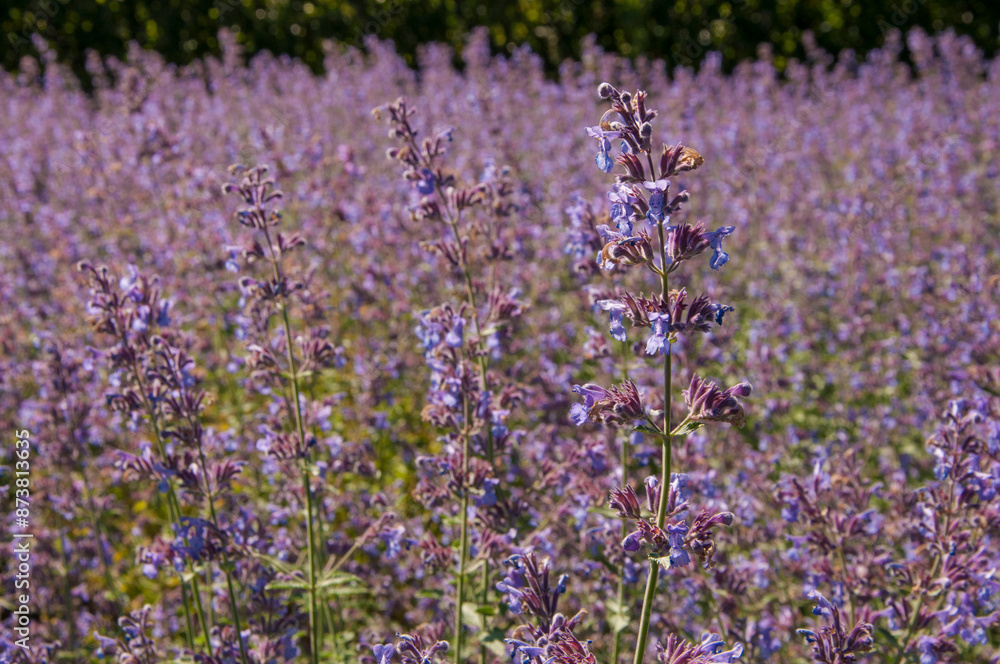 Naklejka premium Selective focus on purple lavender flowers on blur background.