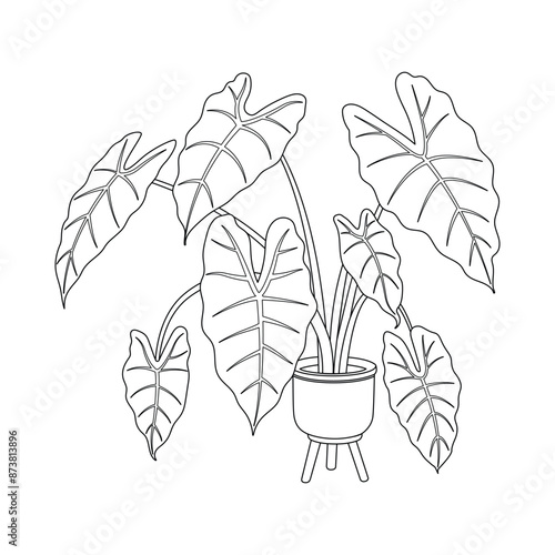 Alocasia houseplants. Potted plant outline vector. Line art indoor flower in a flowerpot. Doodle sketch house plant in a pot for home decor. Botanical floral element. Illustration on white background.