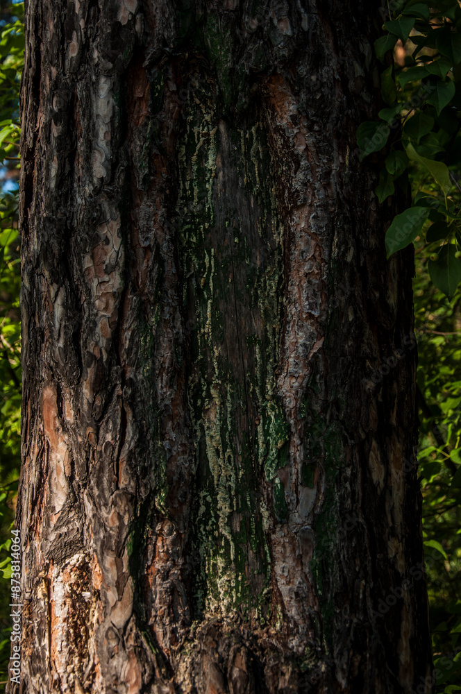 detail of a tree trunk with moss detail of a tree trunk with moss