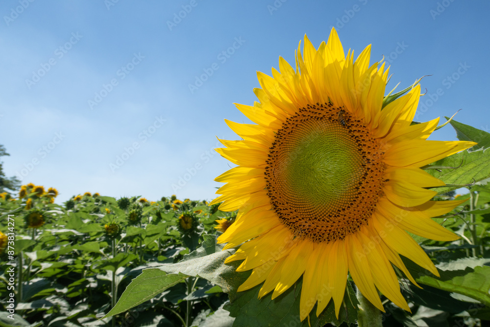 Helianthus annuus Sunflower