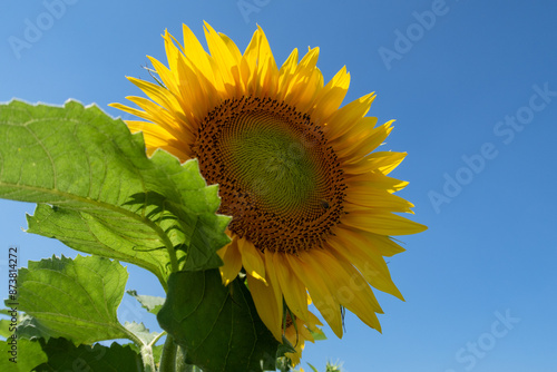 Obraz na płótnie Helianthus annuus Sunflower w salonie