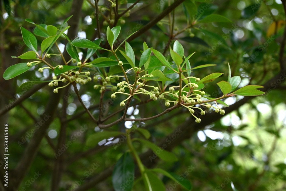 Japanese cleyera (Ternstroemia gynnanthera) Female flower. A dioecious evergreen tree that produces downward-facing white flowers from June to July. Japanese cleyera (Ternstroemia gynnanthera) Female flower. A dioecious evergreen tree that produces downward-facing white flowers from June to July.