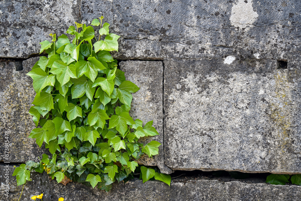 ivy plant on a hard concrete wall